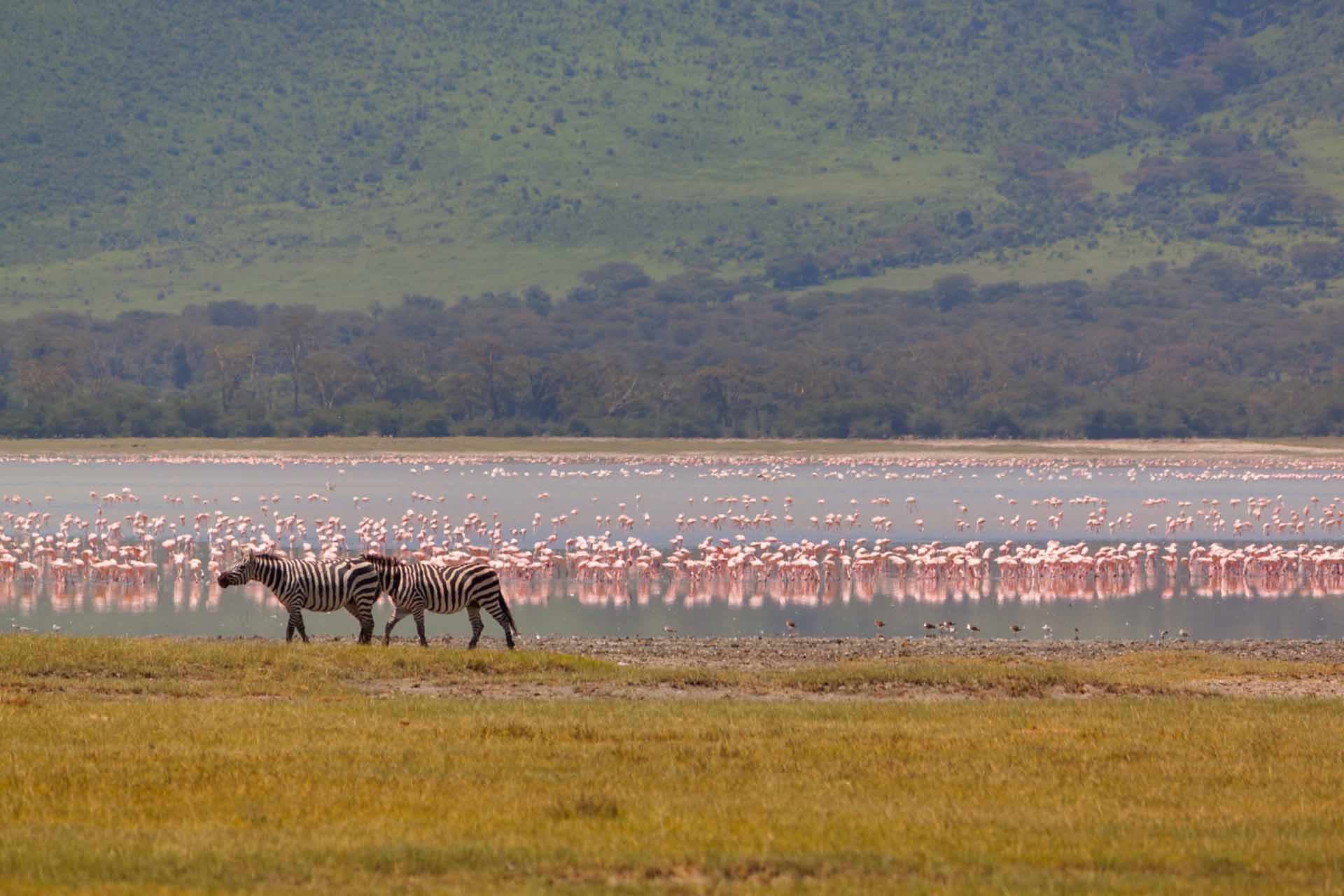 zebra nad flamingo