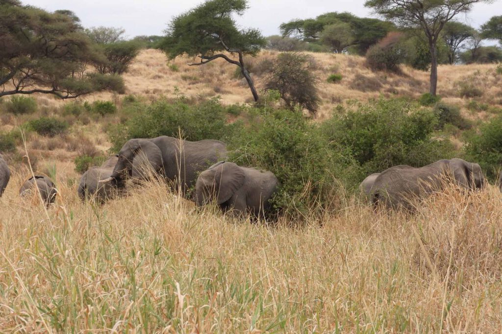 Tarangire National Park – Elephants & Baobabs