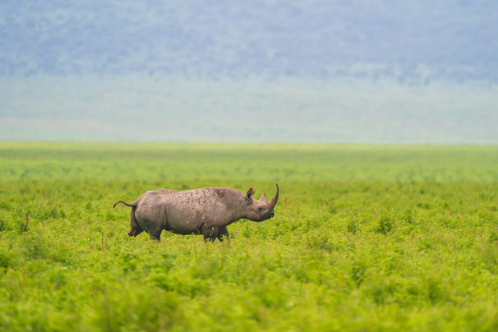 black rhino