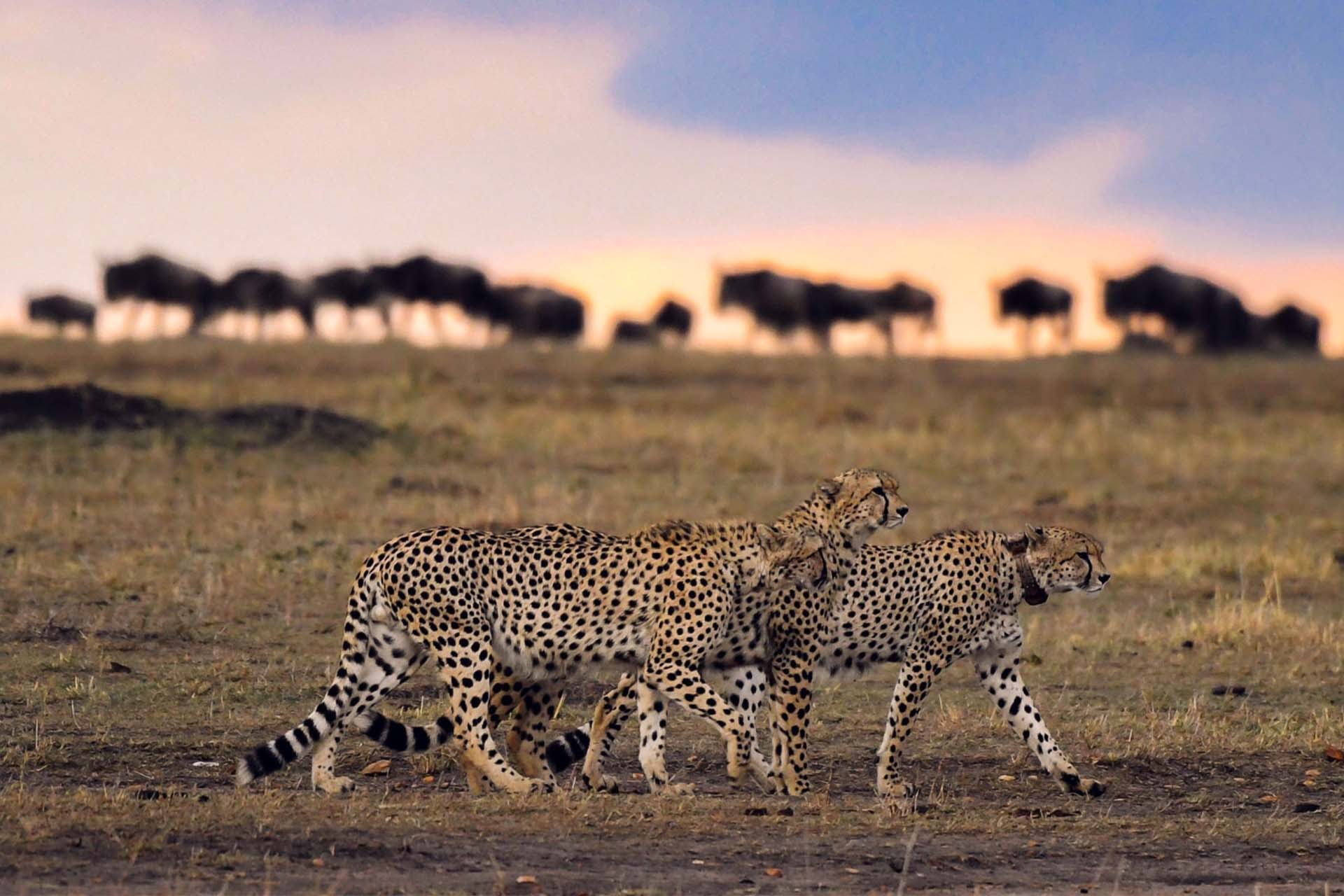 Leopard big cat