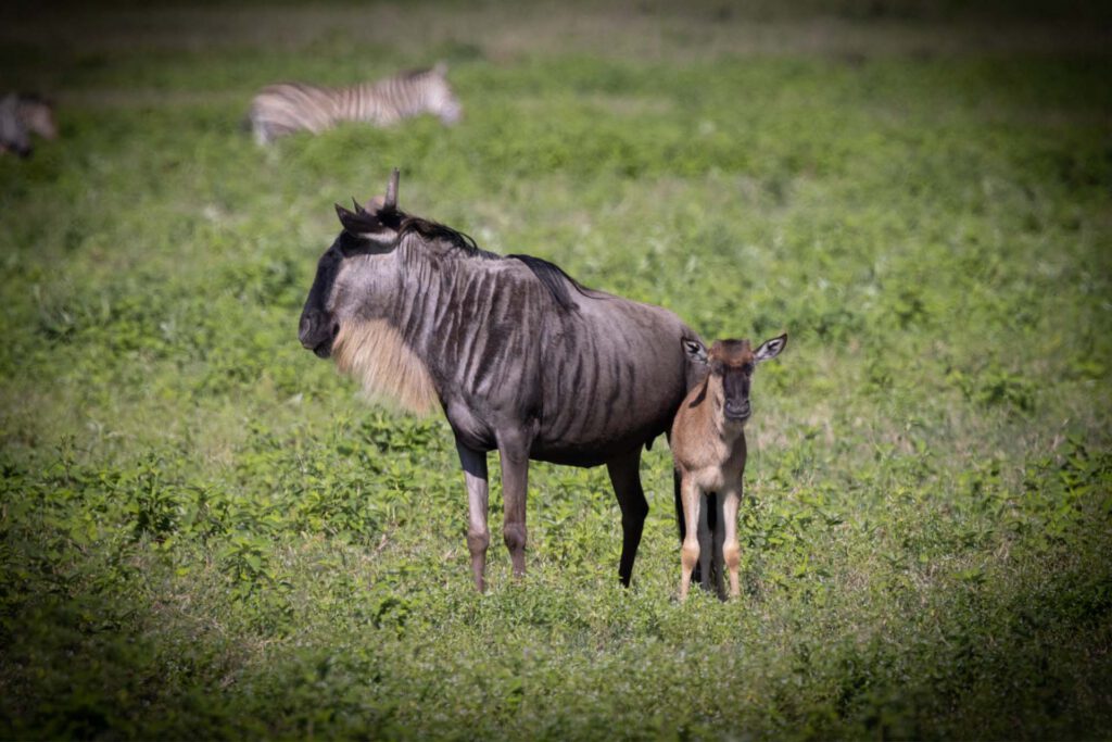 calving session_