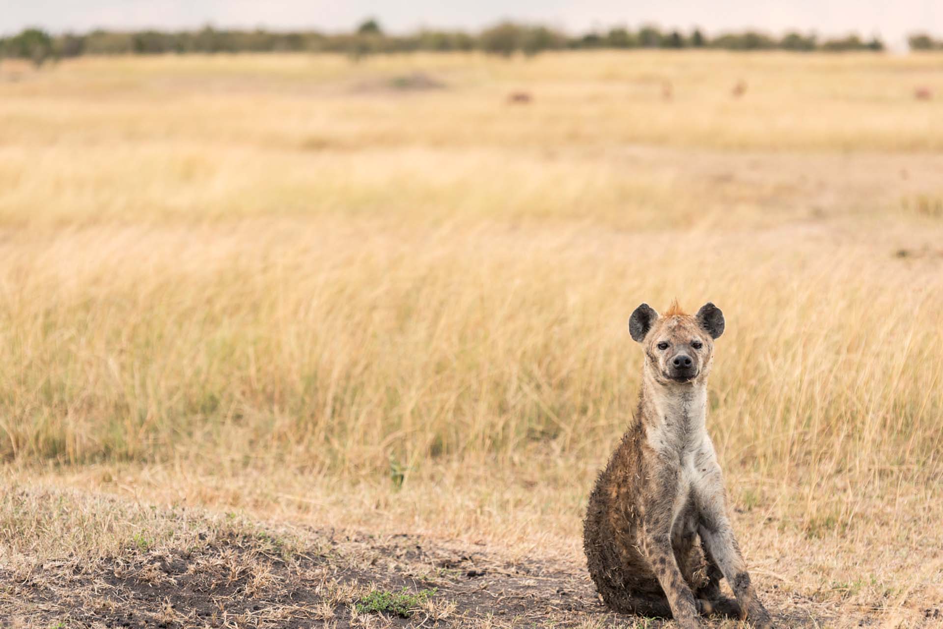 fox_hyena_
