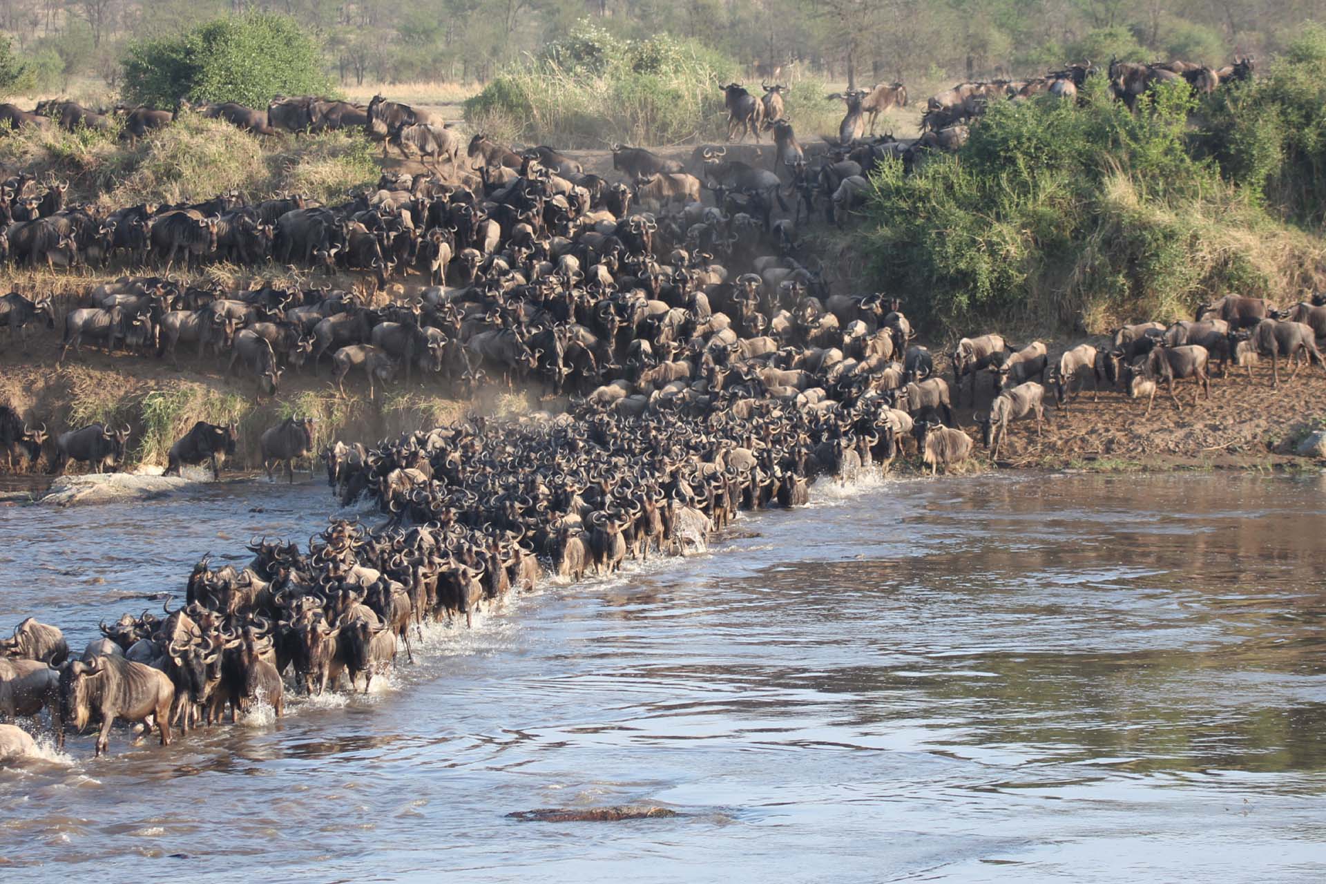 mara river crossing_