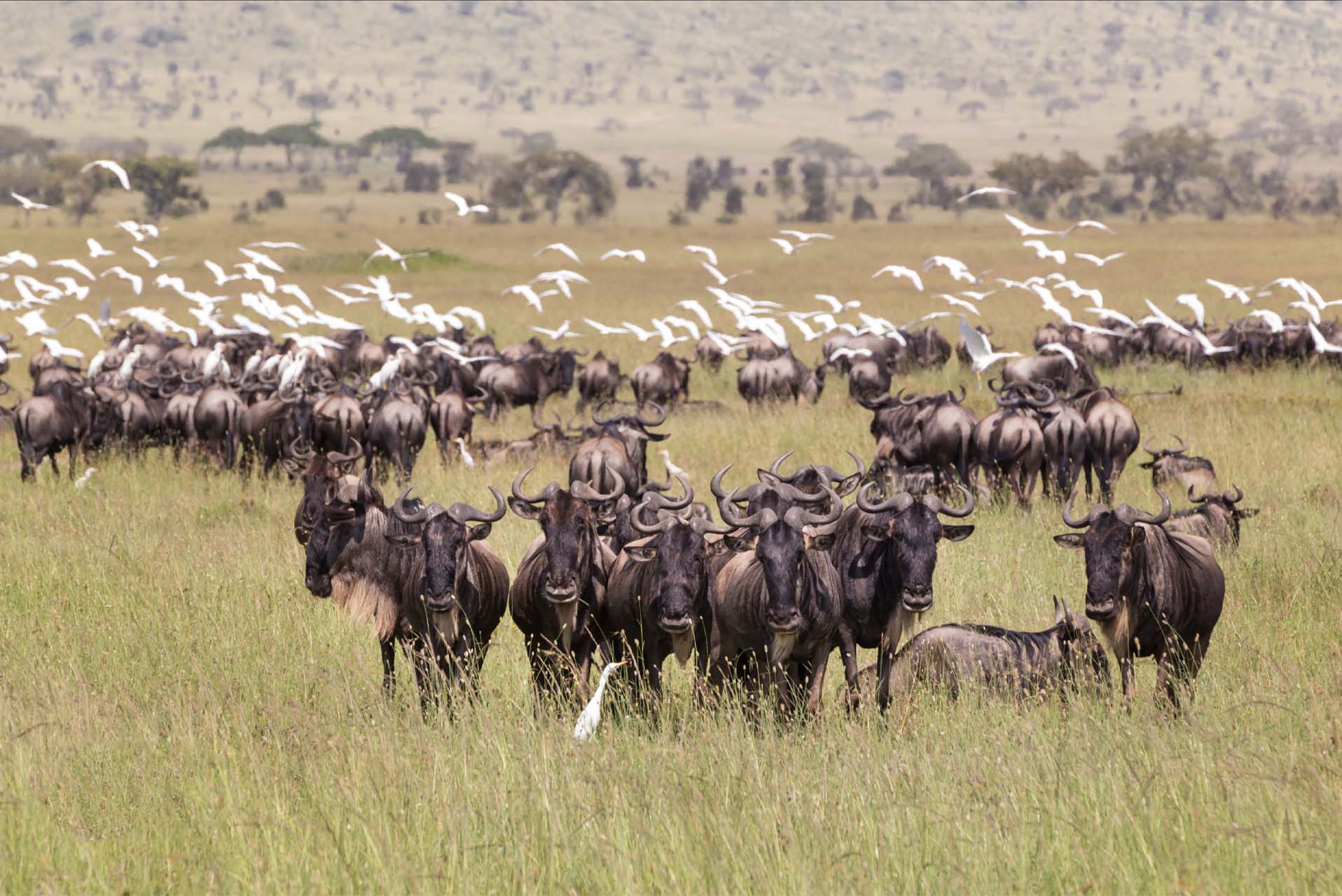 migration in the ndutu area