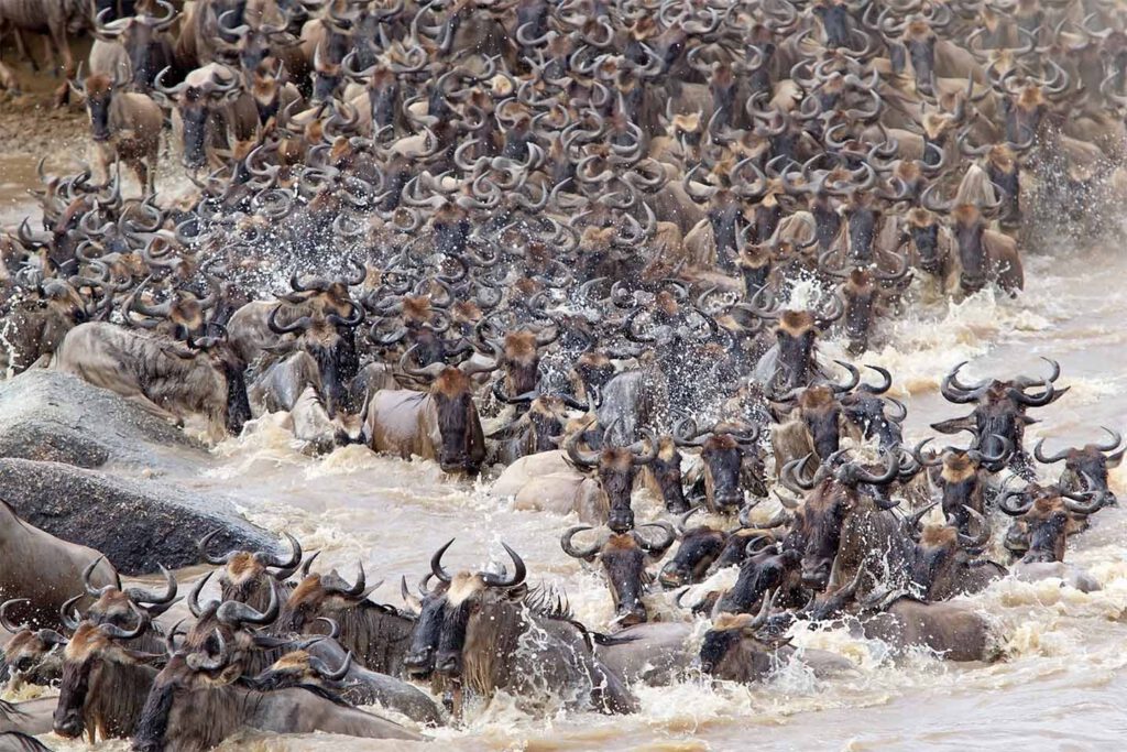 10-Day Wildebeest Migration Safari