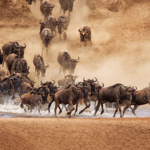 wildbeest migration calving session_